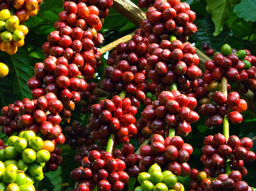 Cụm từ tiếng Anh về sản xuất và xuất khẩu cà phê