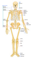 Skeletal system 