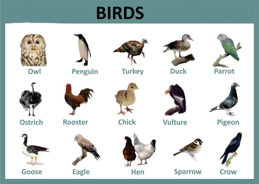Từ vựng tiếng Anh về các loài chim