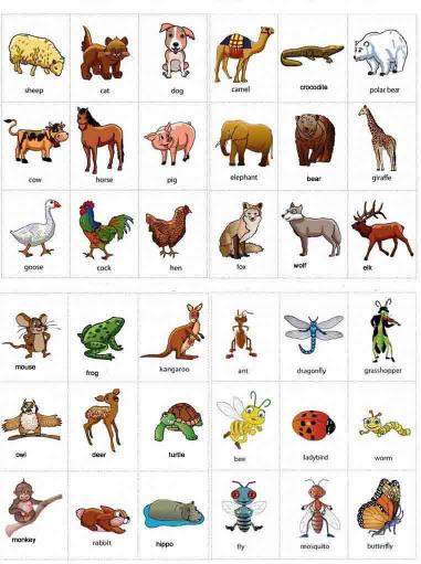 Cách nhớ và học con vật bằng tiếng Anh